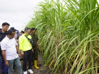 KUNJUNGAN KEMENTERIAN PENANAMAN MODAL KE PERKEBUNAN TEBU PT GLOBAL PAPUA ABADI UNTUK MENINJAU GULA DAN BIOETANOL DI MERAUKE, PAPUA